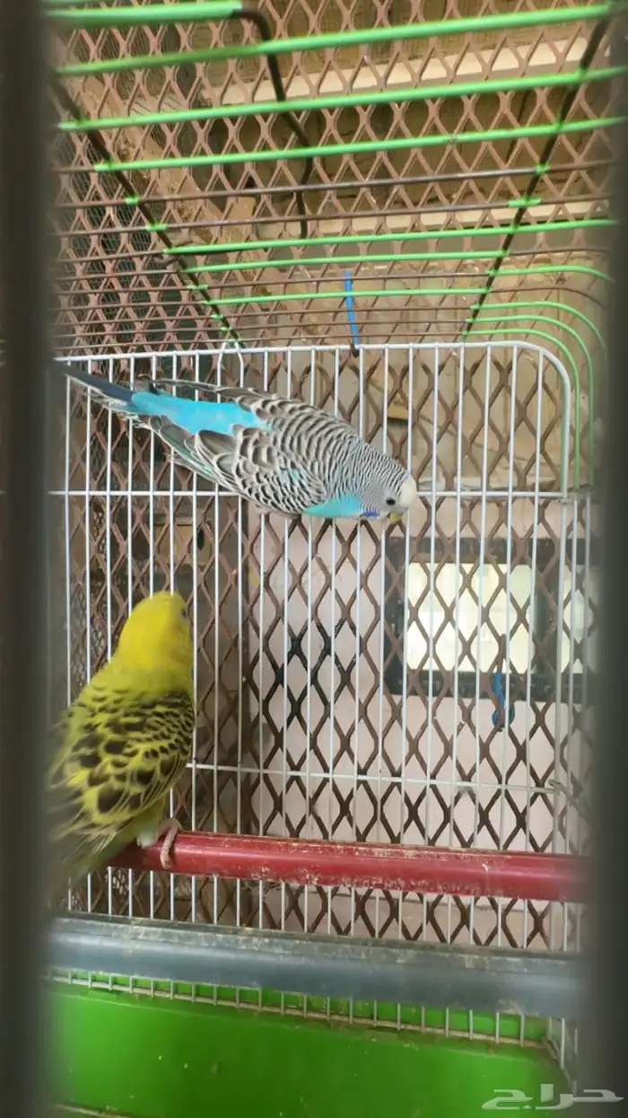 اجواز بادجي 0