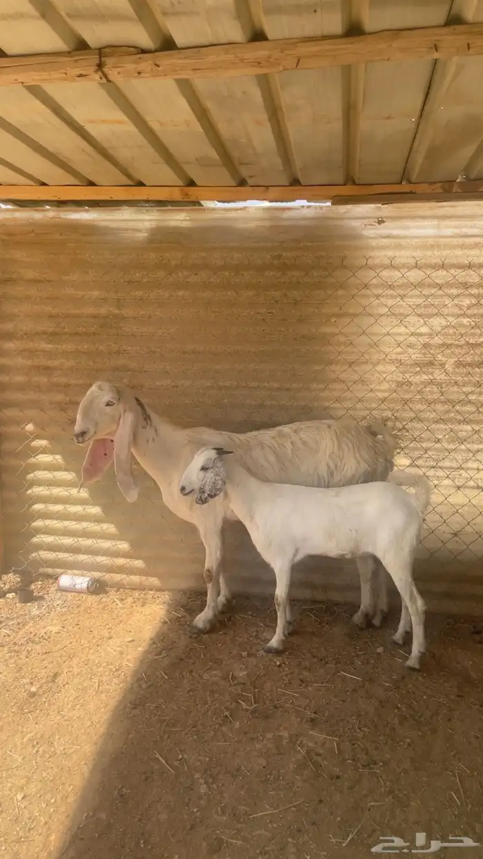 عنز هولنديه معها جفره 0