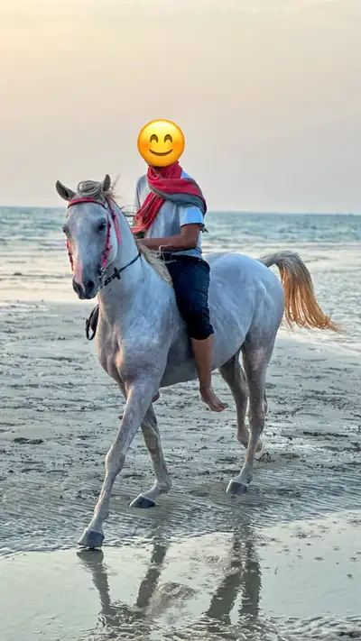 حصان واهو فاخر 0