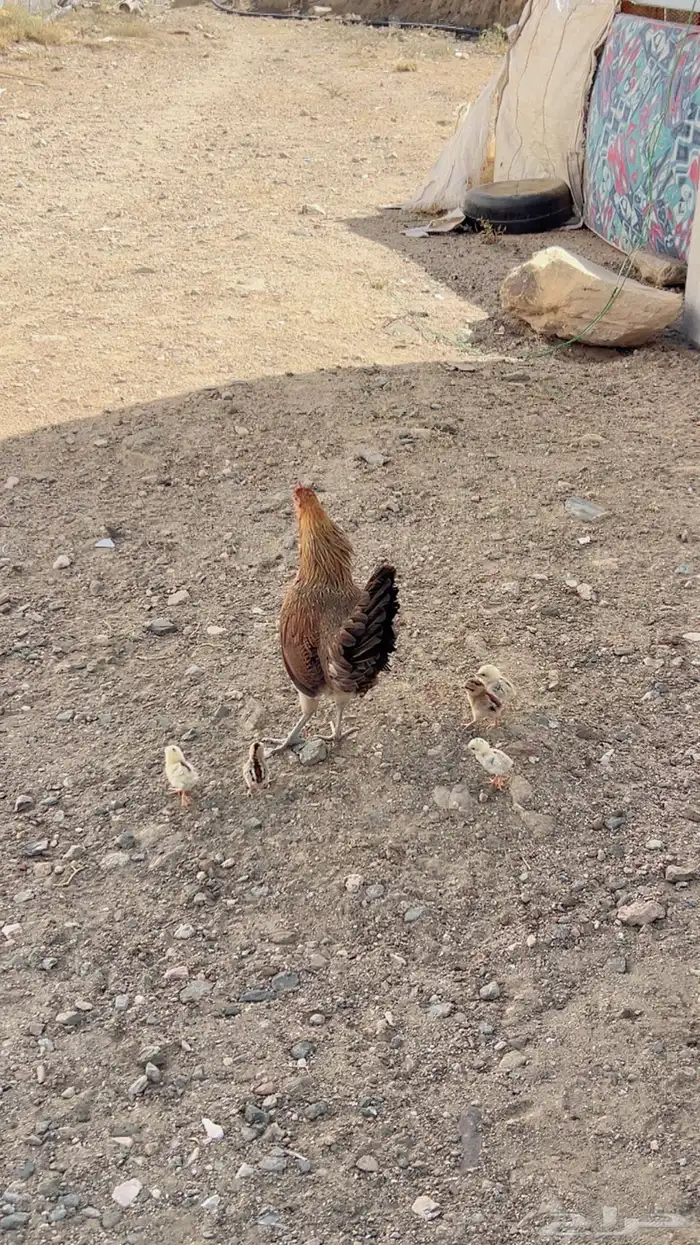 دجاجه عربيه اصيل مفرخه 3