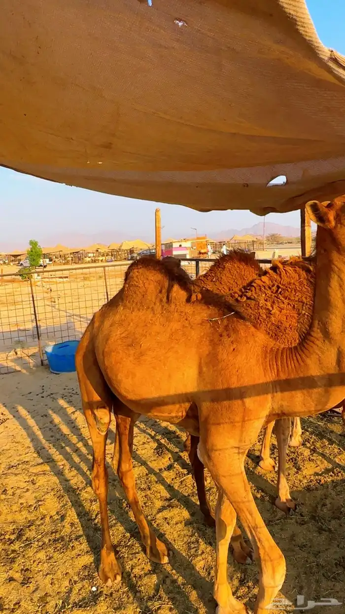 قعدان بلدي لوز سمان شرط 8