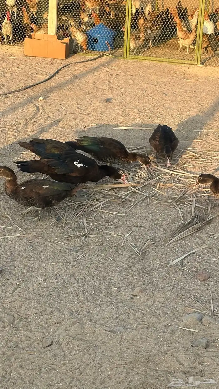 بط بلدي مسكوفي 1