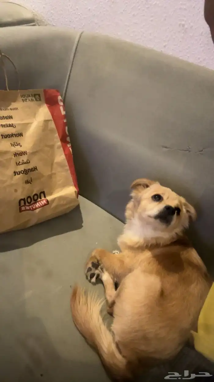 للبيع كلب شيواوا انثى 3 شهور العمر يفهم واليف وبغراضها 1