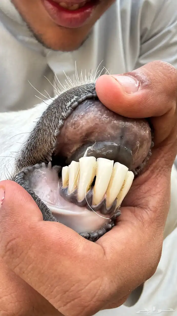 عنز بيشيه حليب يومي تم البيع 6