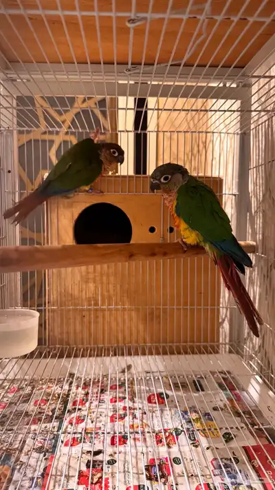 زوج كنيور يلو سايد رد فاكتور صبغه قويه مستوى فاخر index