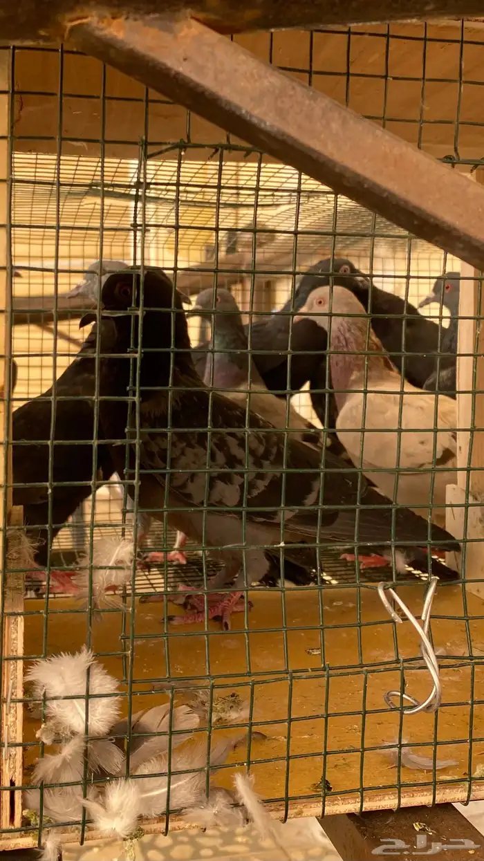 حمام سوادي علف للصقور 4