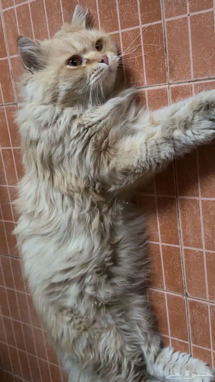 قط شيرازي لققيته ضايع بحي الخزامى 2