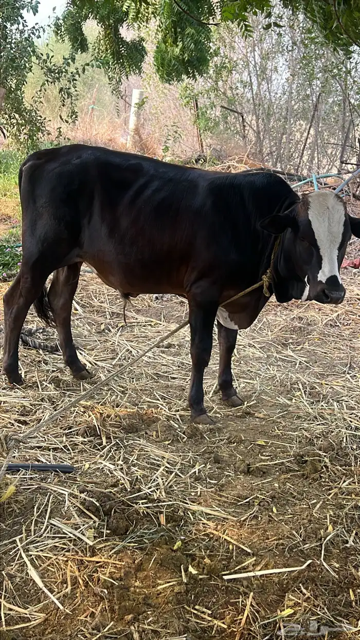 حسيل جرسي للبيع إلى يبغي فحل او يذبح مشاء الله تبارك الله 0