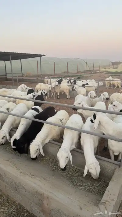 للبيع ذبايح سواكن (شبية الحري) index