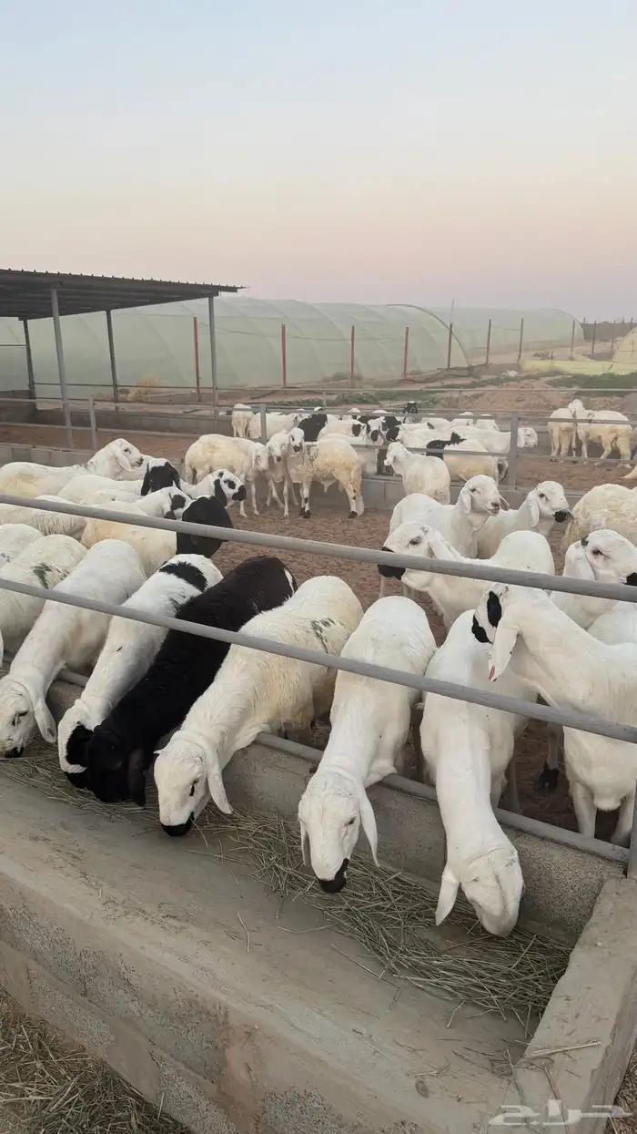 للبيع ذبايح سواكن (شبية الحري) 0