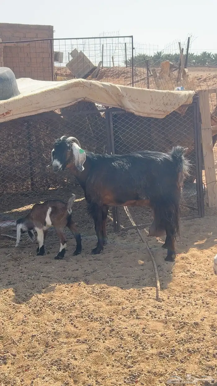 معزاء مواليد للبيع 3