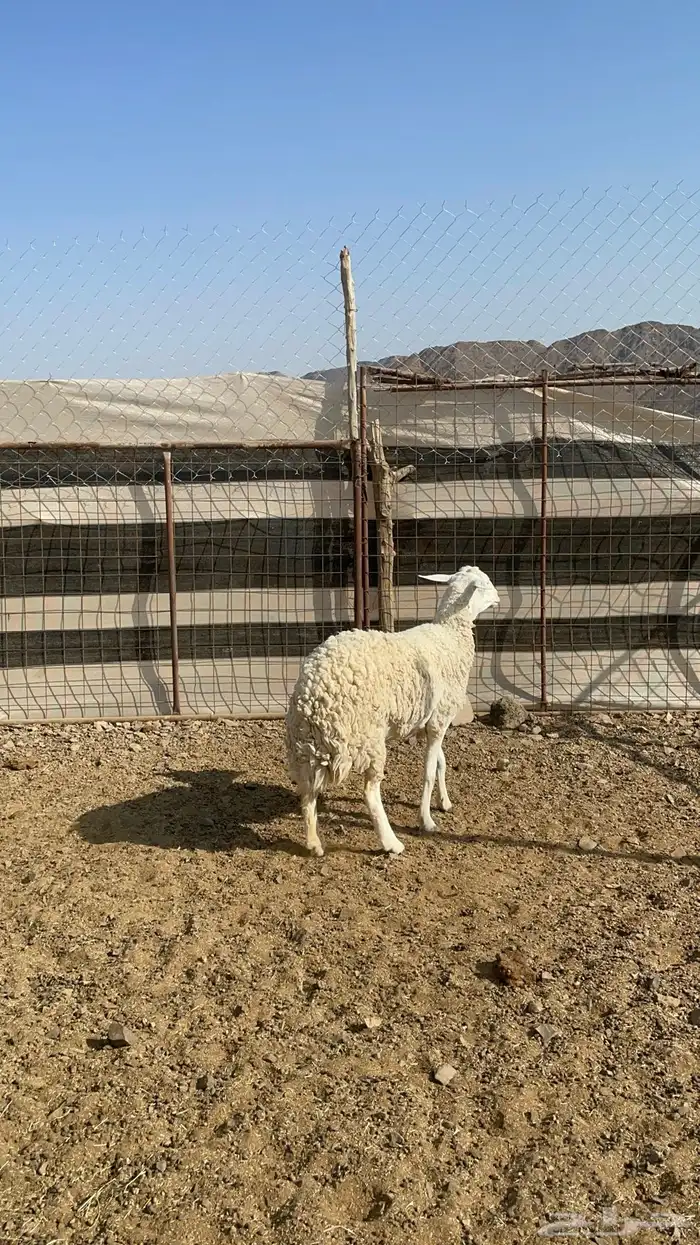 رخل حرشا رباع(تم البيع ) 8