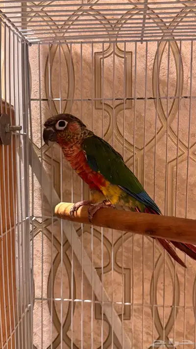 زوج كنيور يلو سايد رد فاكتور صبغه قويه مستوى فاخر index