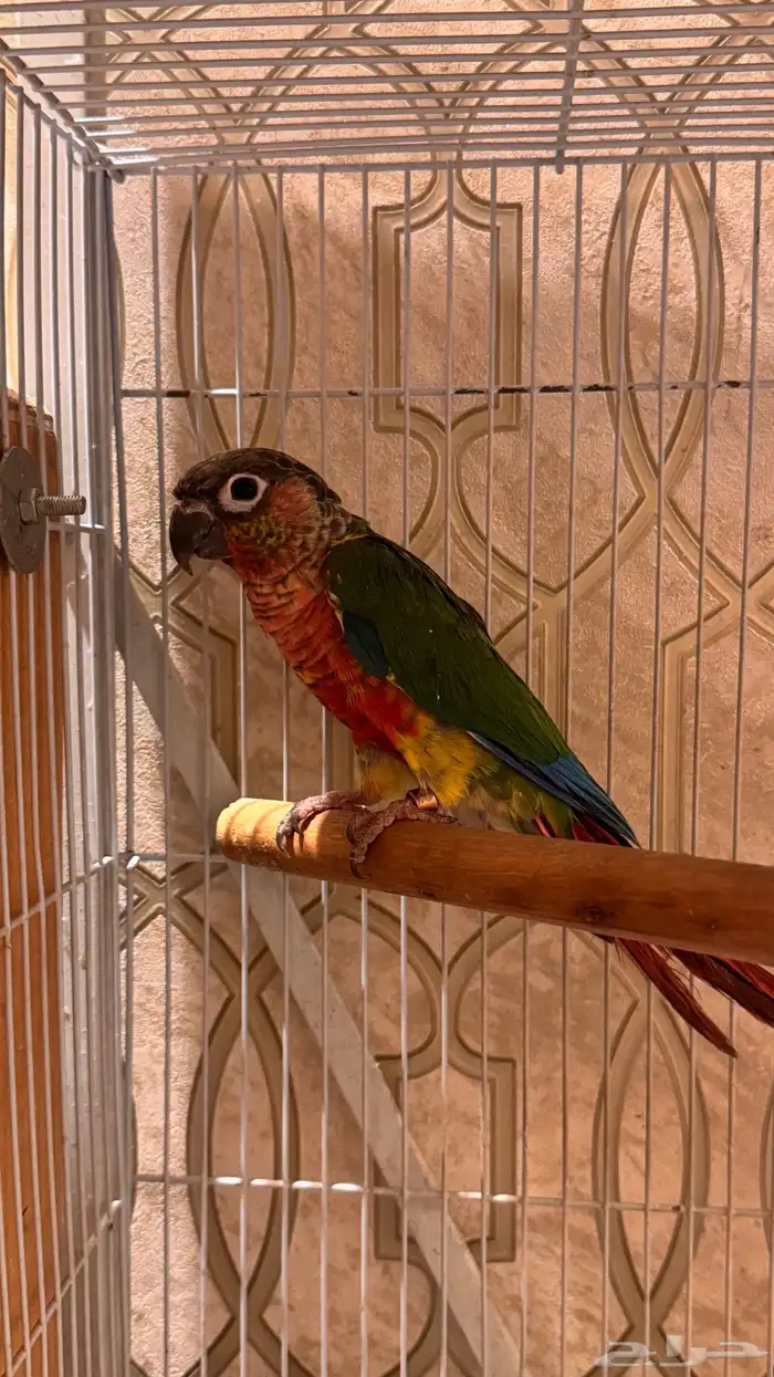 زوج كنيور يلو سايد رد فاكتور صبغه قويه مستوى فاخر 7