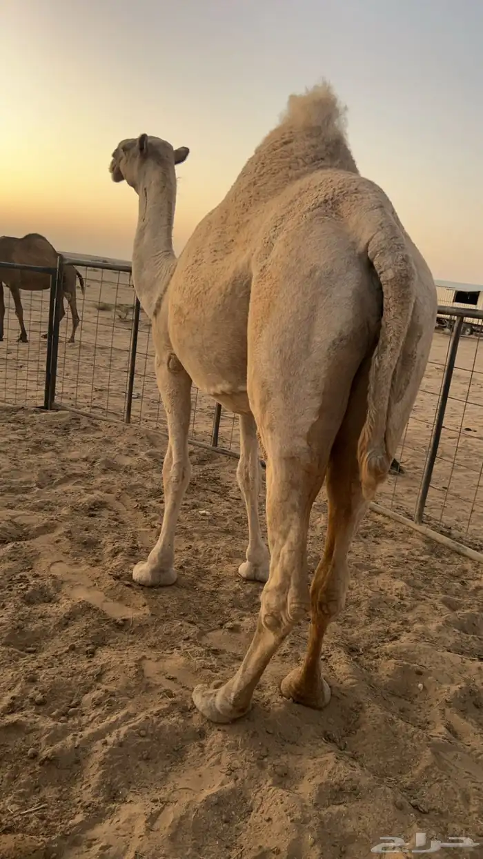 لقحه ملاقي 2