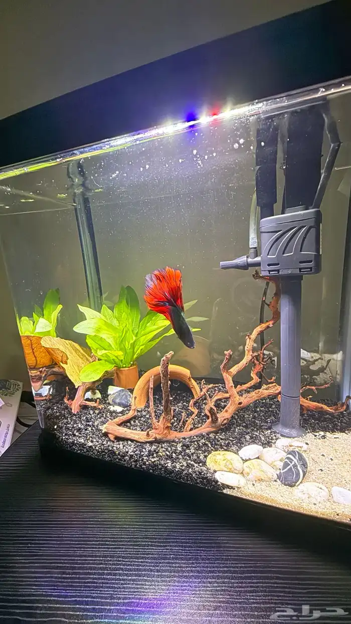حوض سمك فايتر بيتا 1