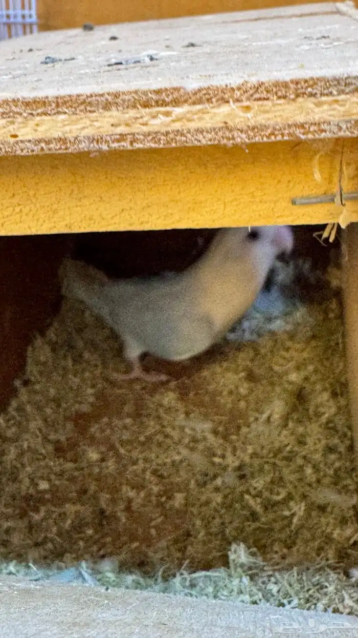 انثى روز بلد اوبلاين منتجه شرط 3