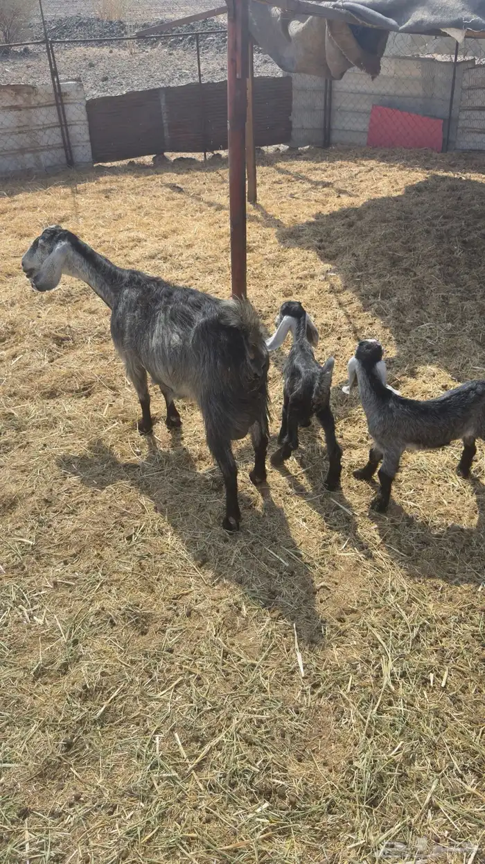 معزا للبيع الموقع الاكحل 0