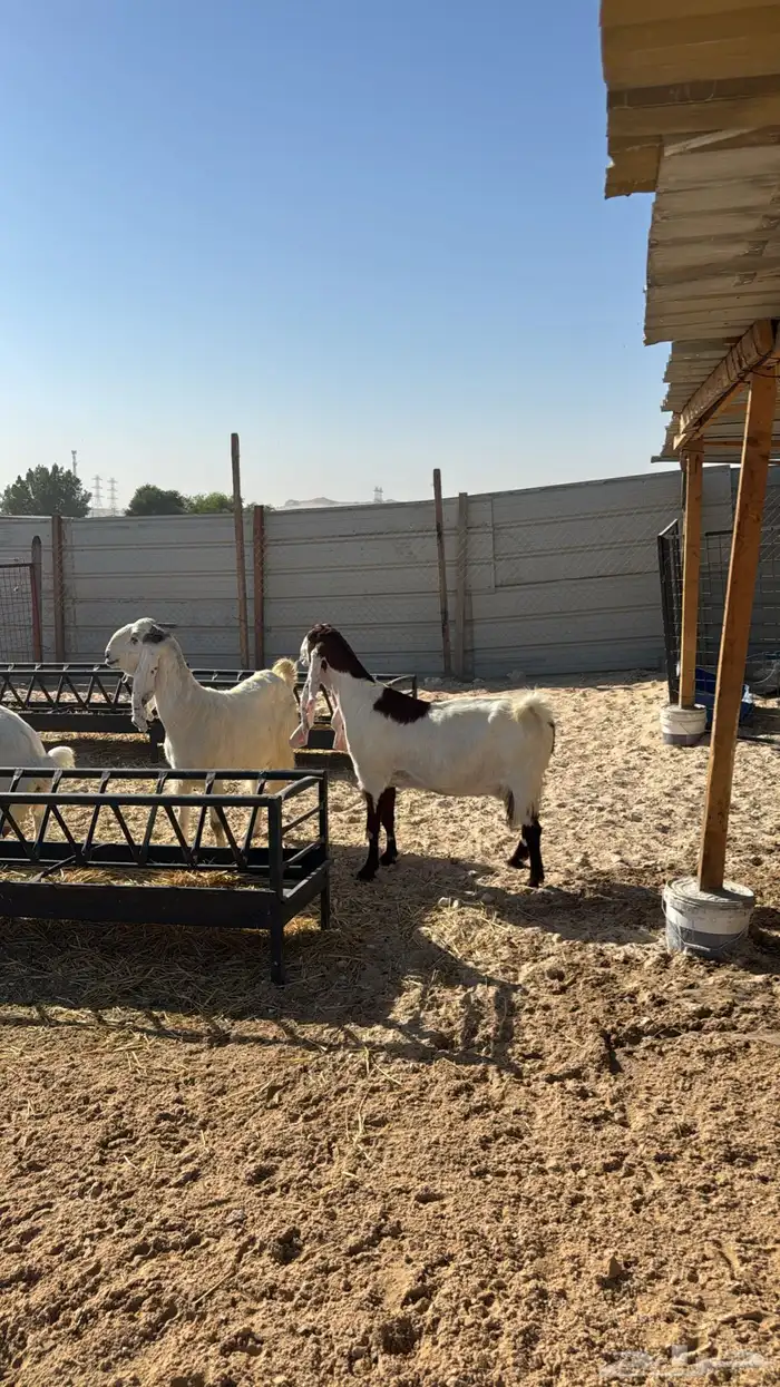 للبيع معزا عدد ثنتين مشاريك هولنديه شرط دفيع سلم سن وديد 9