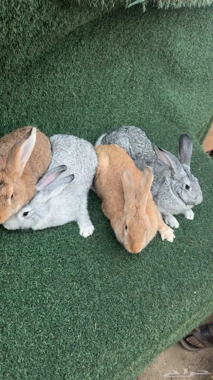 عرض على ارانب الفلاندر الاماني 0