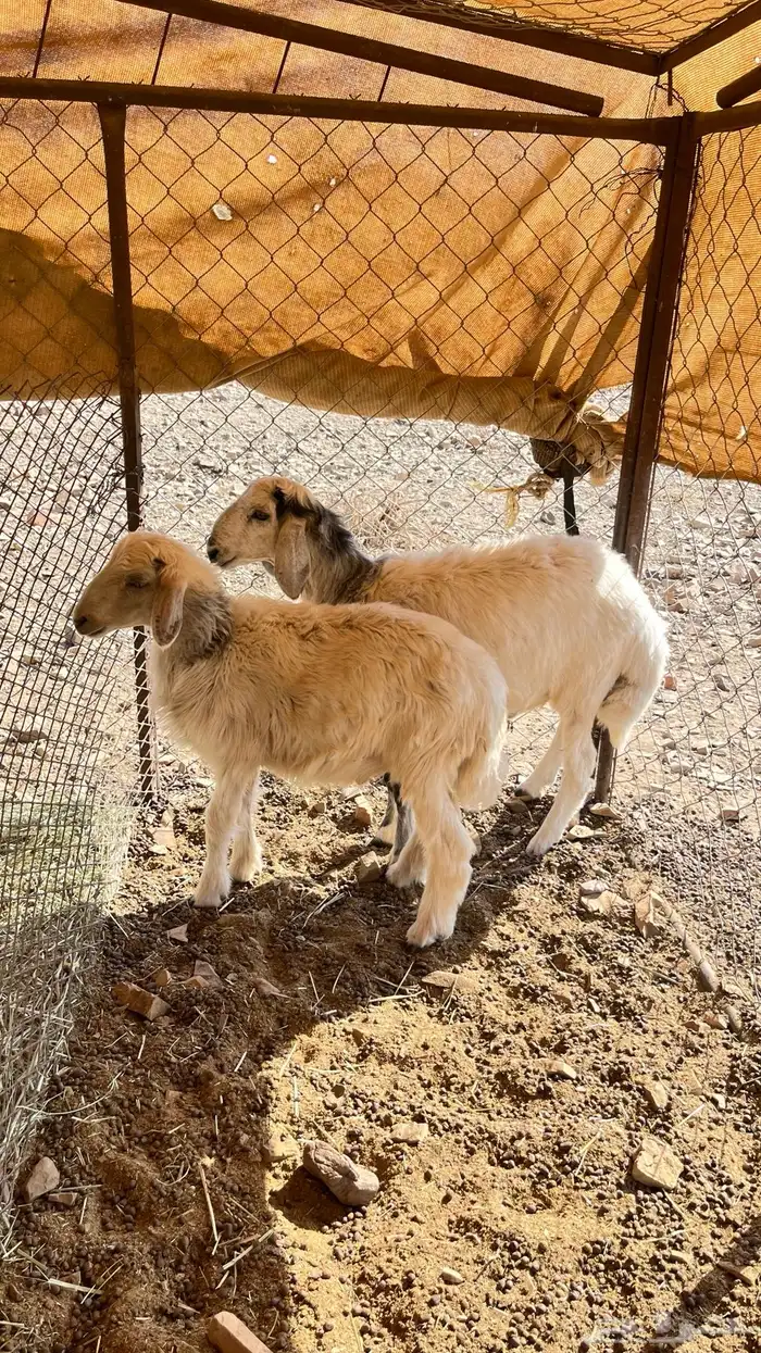 للبيع طليان 1