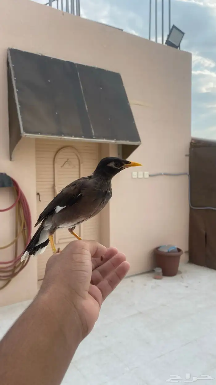 فرخ مينا اليف علئ السوم 5