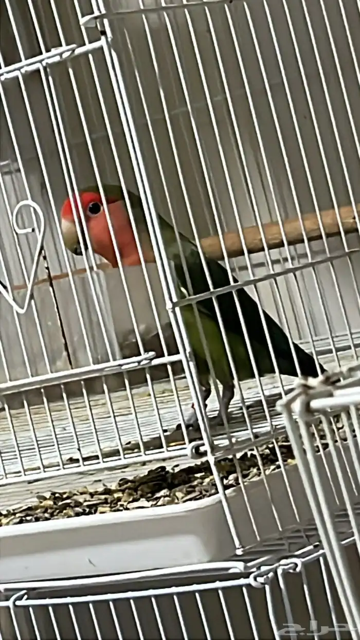 ذكر روز لونق فذر حجم توب ماشاء الله 2