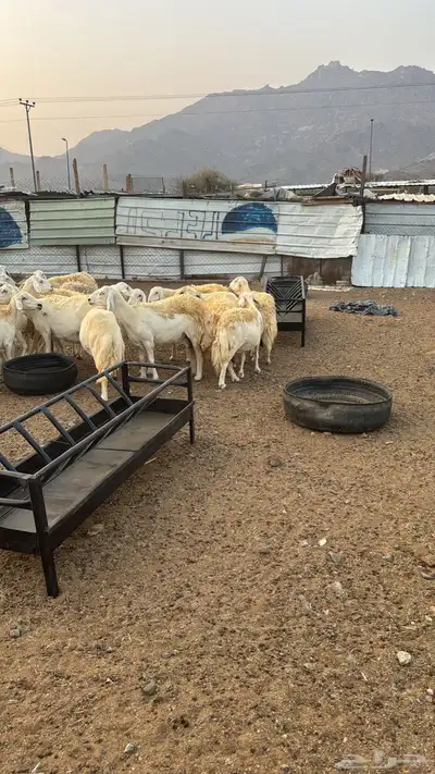 غنم مقاني وخلفات وسواكني حمري index