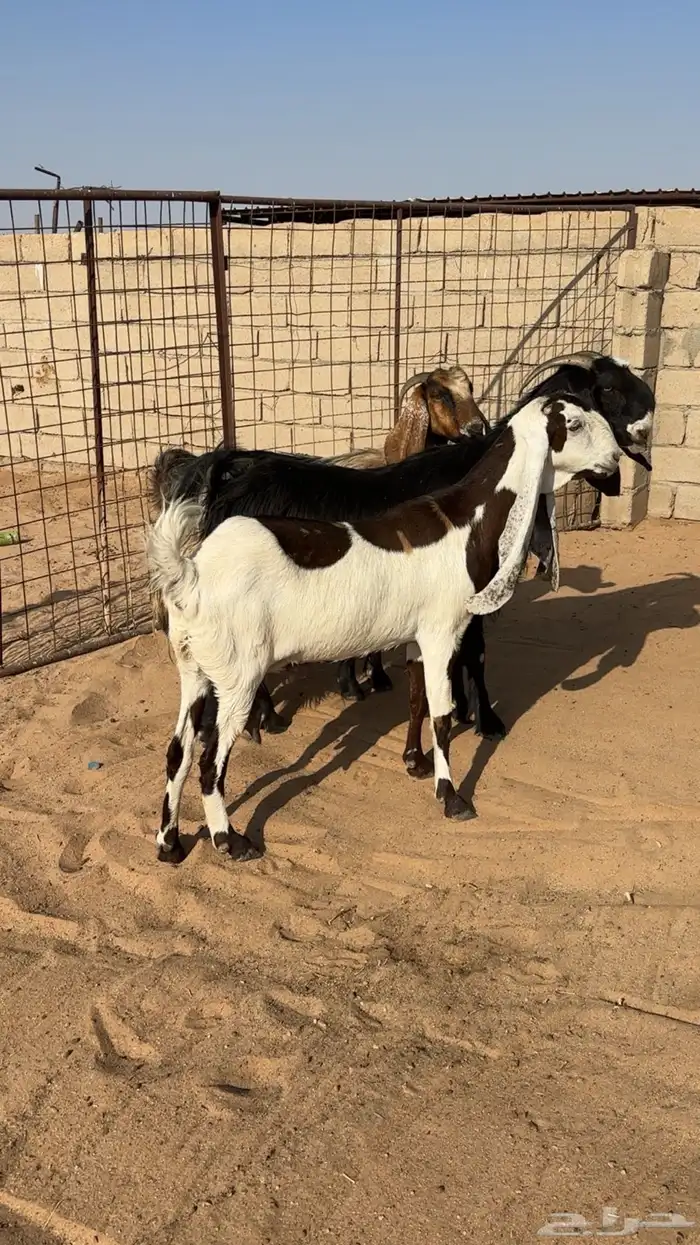 معزا مضاريع 3