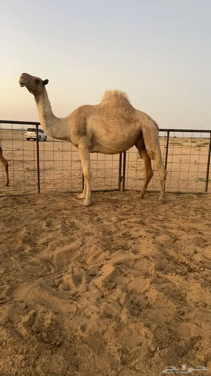 لقحه ملاقي 1