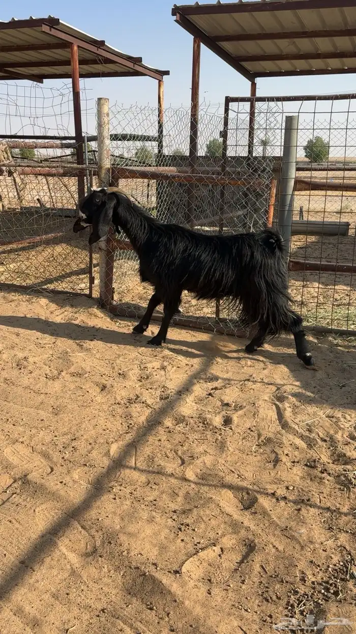 معزا مضاريع 2