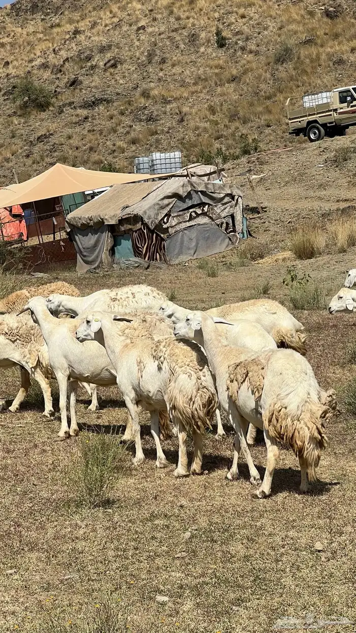 ضان مقاني حرش صنف الصنف للبيع 6