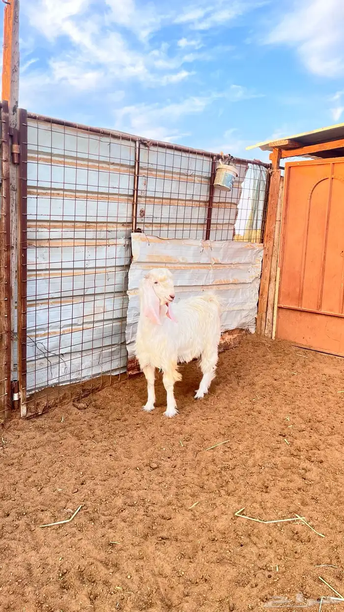 تيس صنف الصنف 3