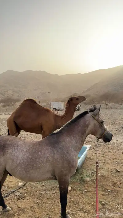 مهر شعبي index