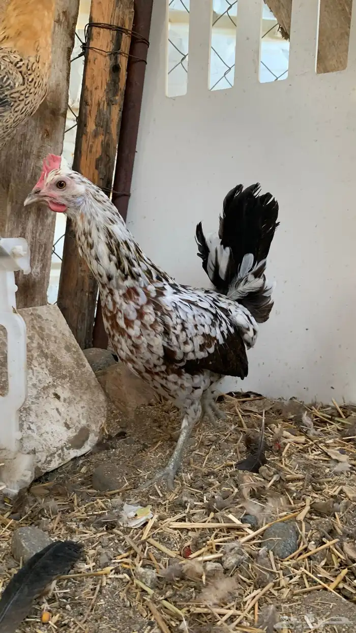 دجاج فري ماكنتوش اخوات 0