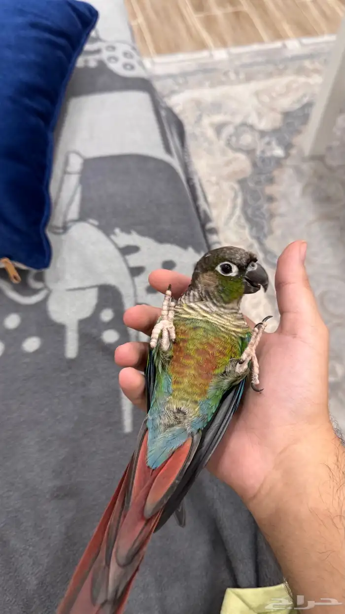 ذكر كنيور قرين شيك اليف ومتكلم ومنتج ( تم البيع) 9