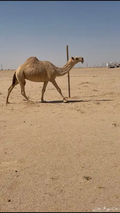 شقحا كفو index