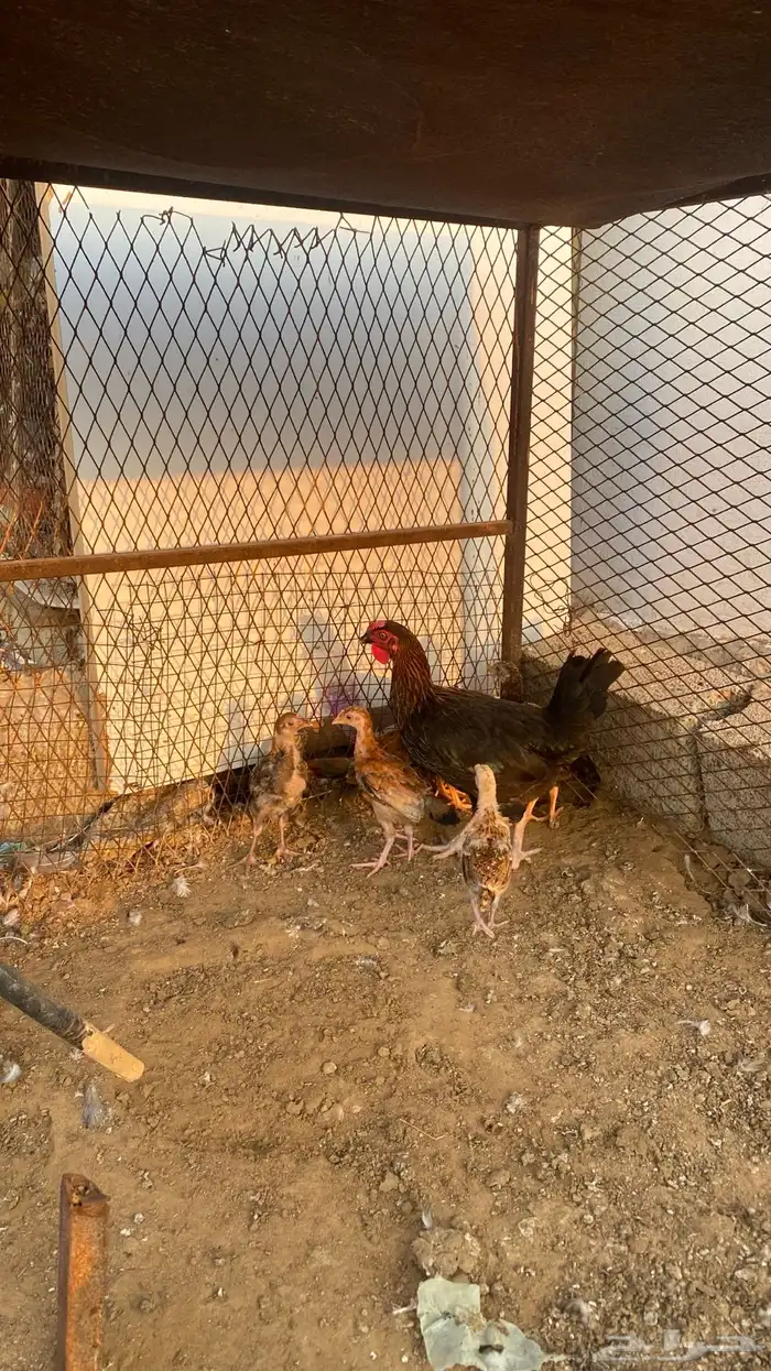 دجاجه بفروخ 2