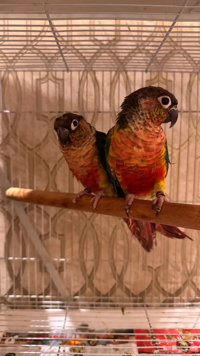 زوج كنيور يلو سايد رد فاكتور صبغه قويه مستوى فاخر 1