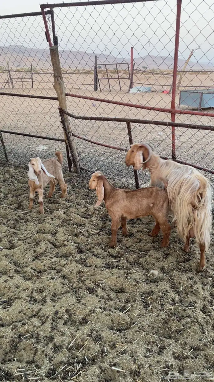 عنز مصرية متاومة 1