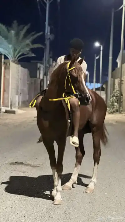 خيل شعبي index