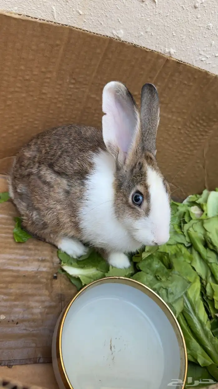 ارنب للبيع 0
