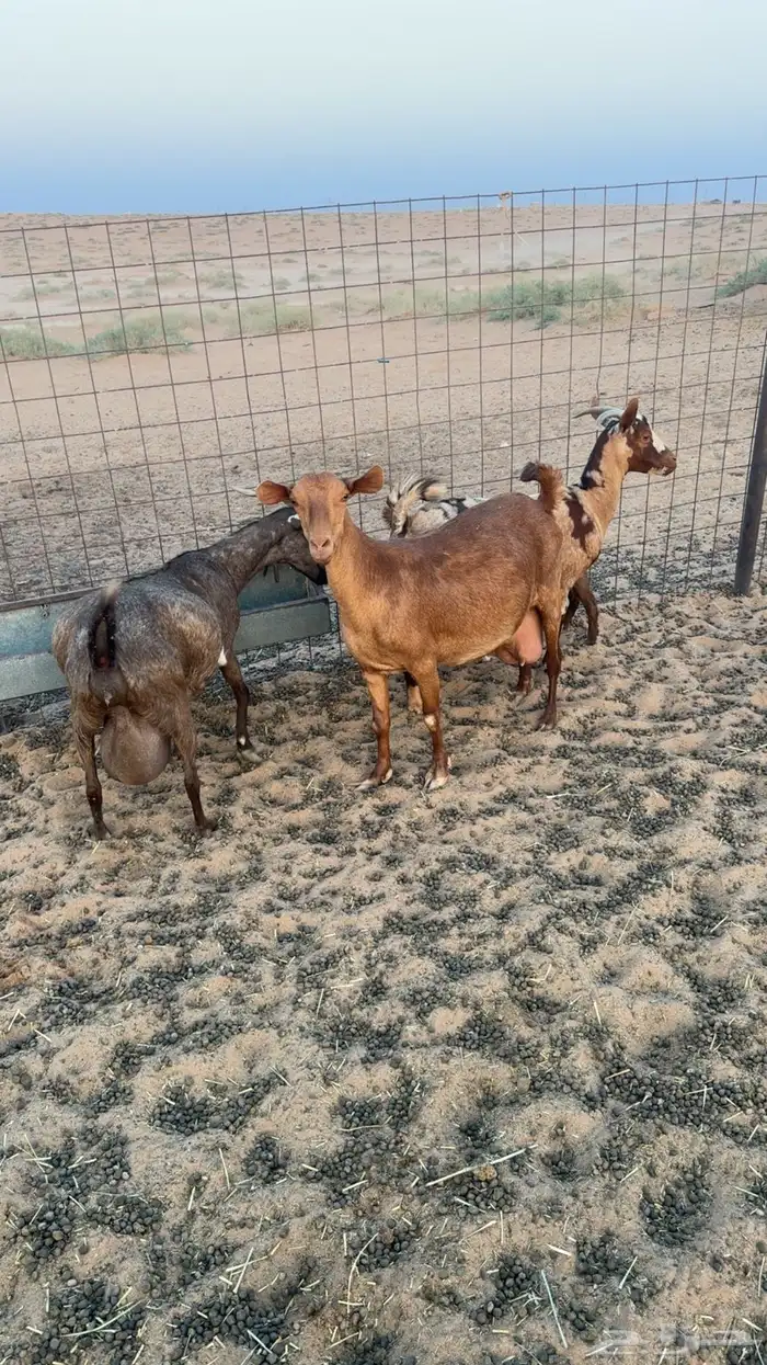 معزا جنوبية 2