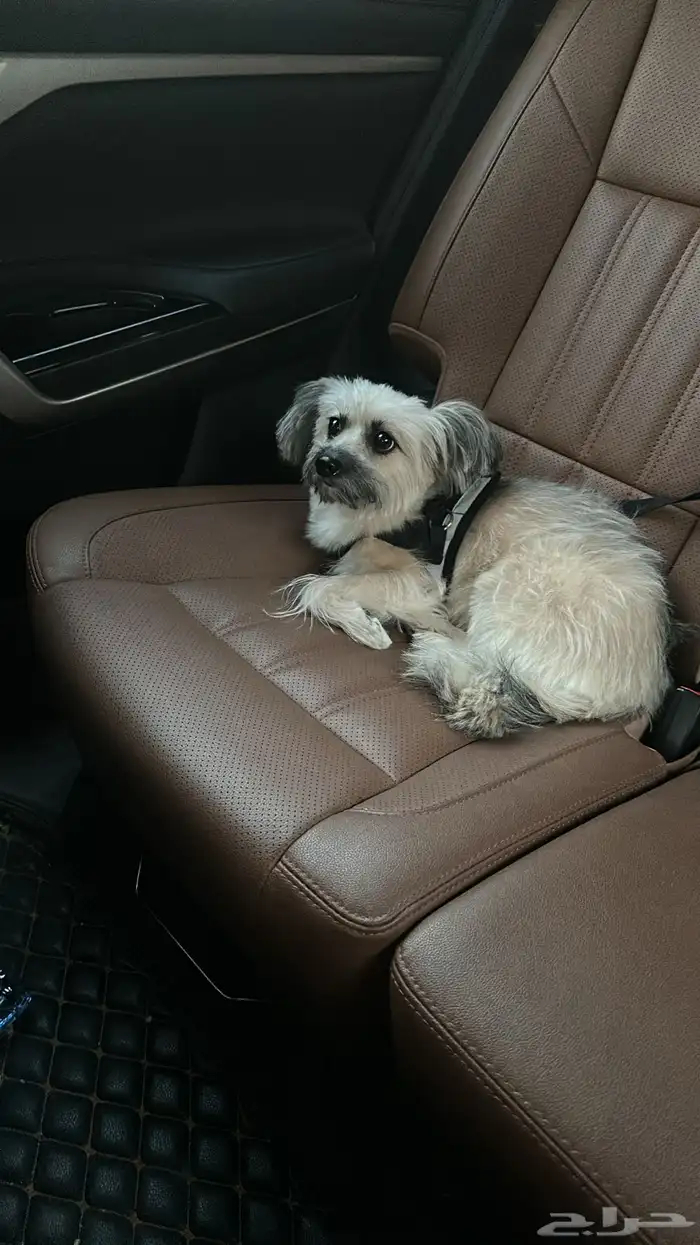 كلب مالتيز للبيع 1200 1