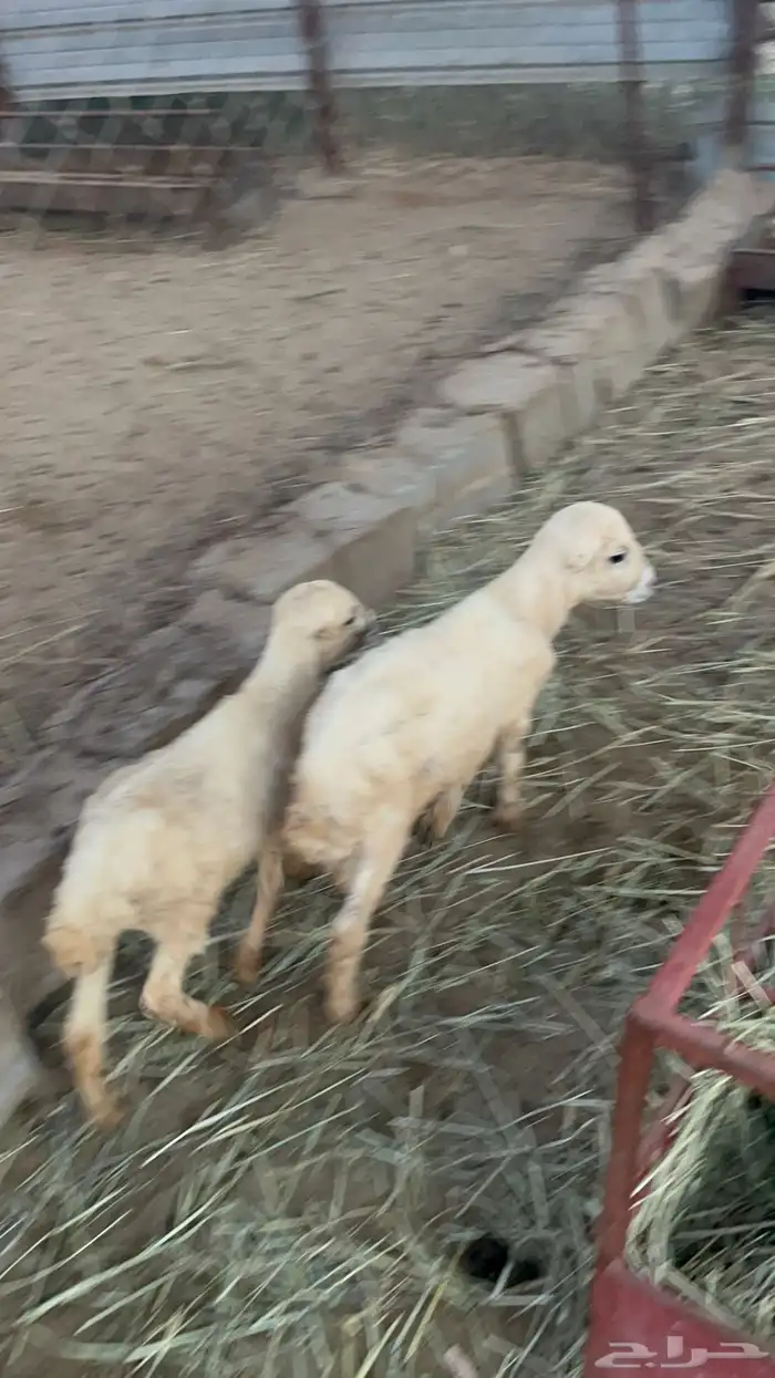 نعجه منتوج متاومه 1