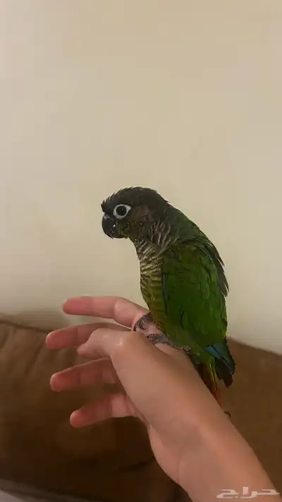 كنيور قرين شيك اليف و هدد index