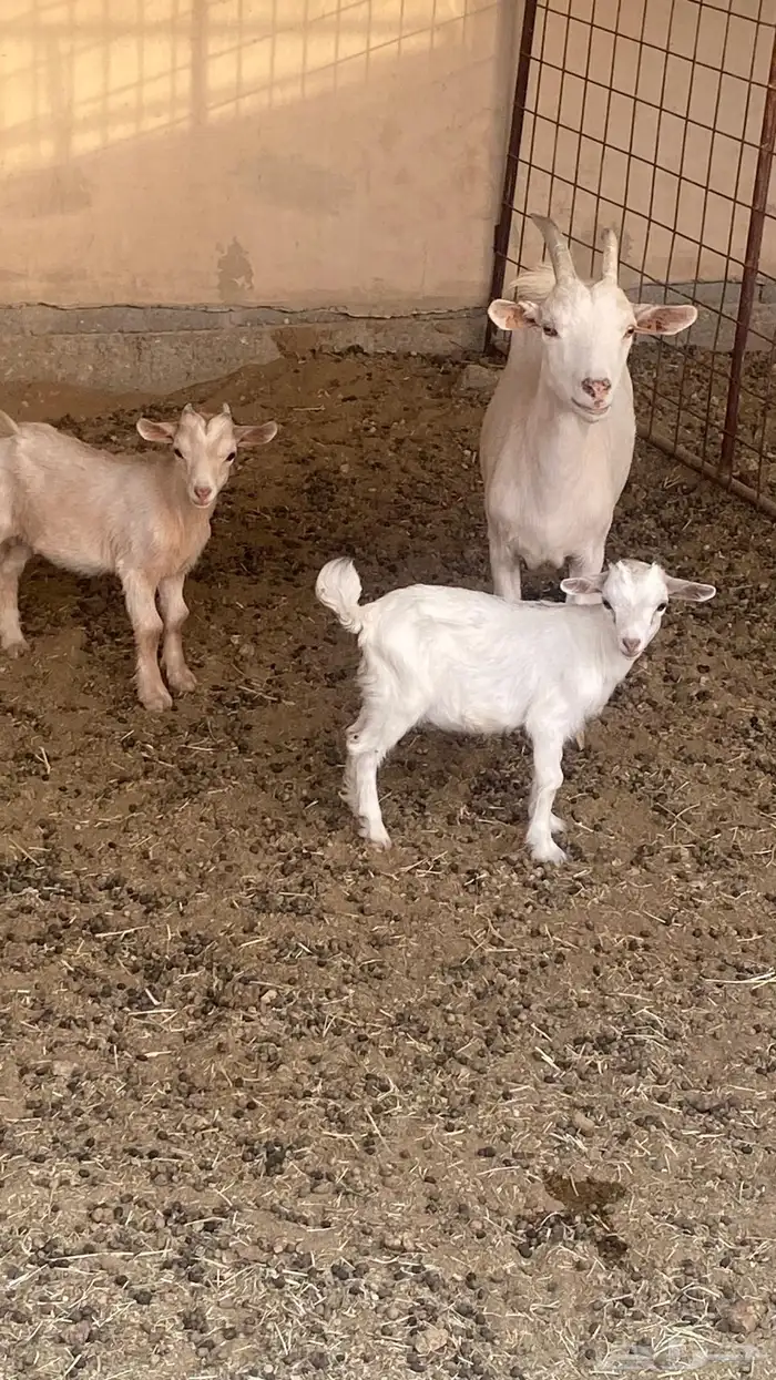 للبيع ماعز قزم 2