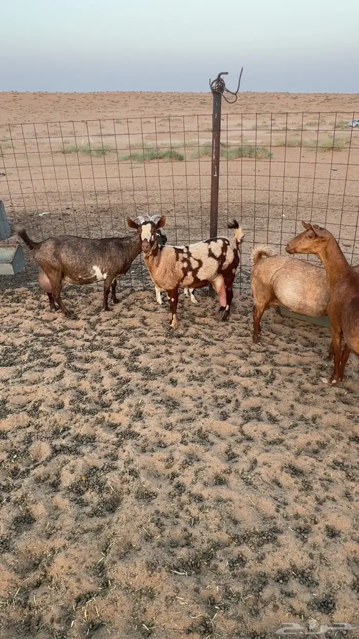 معزا جنوبية 0