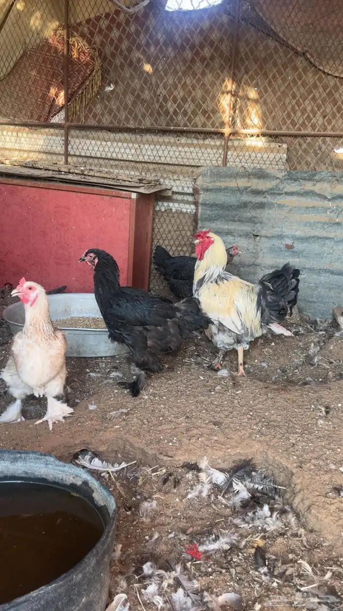 ديك براهما - دجاج براهما 4