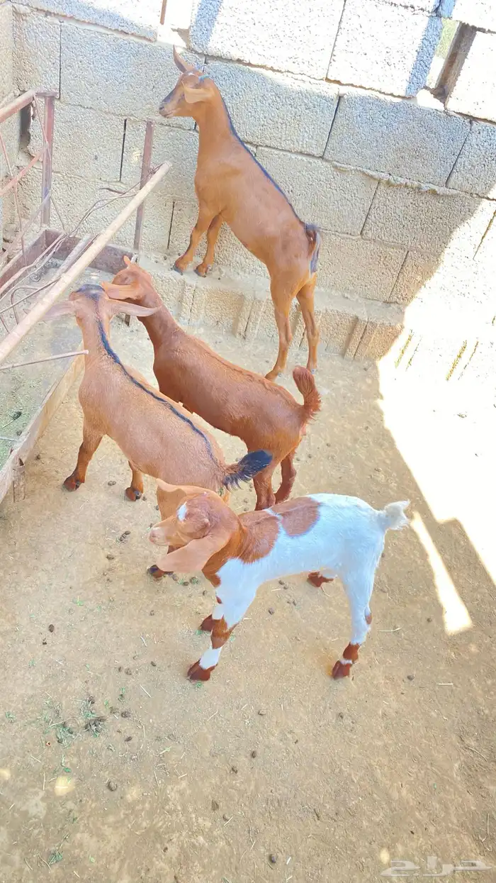 تيوس لأناث2 و الذكور2 7